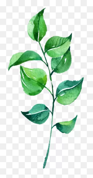 View Full Size Watercolor Leaves Png Pic - Rose Leaves Png ClipartFlare.com 