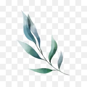 Watercolor Long Leaves Transparent Png & PNG-WebP Vector