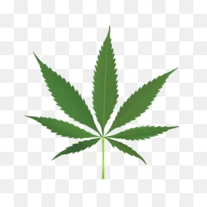 Thug Life Weed Leaf Transparent Png - Stickpng
