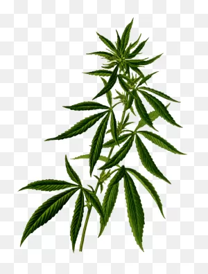 Marijuana Plant Png - ClipartFlare