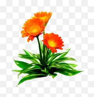 Tubes Fleurs | Beautiful Flowers Pictures, Flower Pictures, Flower ClipartFlare.com 