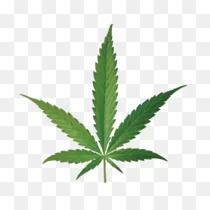 Cannabis Smoking Joint Leaf Bud - Cannabis Png Download - 500*500 ClipartFlare.com 