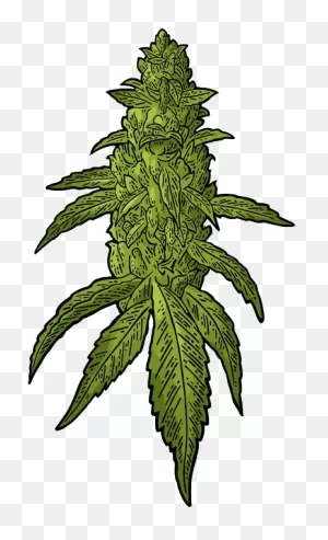 Transparent Weed Download - Buds Cannabis Vector Clipart - Full ClipartFlare.com 