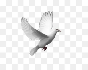 Beautiful Dove Animated Gifs | Dove Pictures, Dove Images, Clip Art
