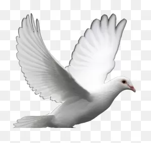 White Dove Peace Png - Imagen Transparente De Palomas | Full Size ClipartFlare.com 