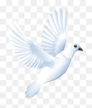 White Dove Clip Art - White Dove Clipart - (510X597) Png Clipart ClipartFlare.com 