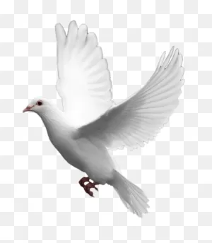 White Dove Transparent Background - 722X830 Wallpaper - ClipartFlare