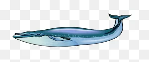 Blue Henry Whale | Dogelore Wiki | ClipartFlare