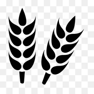 Wheat, Grain, Close, Up Free Icon Of Humanitarian Icons 2