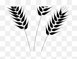 Download Wheat Clipart Clear Background - Wheat Clip Art Png ClipartFlare.com 