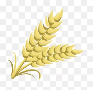 Free Png Wheat Png Images Transparent - Clipart Of Grain - Full ClipartFlare.com 