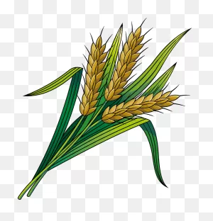 Wheat Clipart - Png Download - Full Size Clipart (#5409930 ClipartFlare.com 