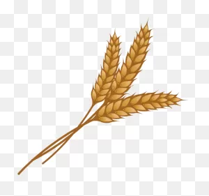 Wheat Clipart - Png Download - Full Size Clipart (#333331 ClipartFlare.com 