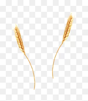 Wheat Png Alpha Channel Clipart Images (Pictures) With Transparent ClipartFlare.com 