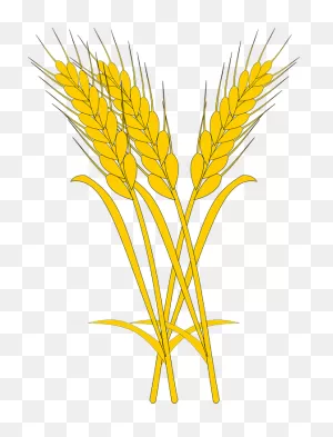 Wheat Yellow Ears Sheaf Of - Free Vector Graphic On ClipartFlare