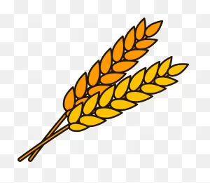 Wheat Clipart. Free Download Transparent .png | ClipartFlare