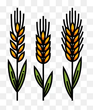 Wheat Clipart. Free Download Transparent .png | ClipartFlare