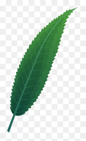 Crack Willow Spring Leaf Clipart. Free Download Transparent .png ClipartFlare.com 
