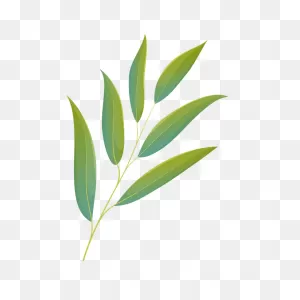 Willow Oak Summer Leaf Clipart. Free Download Transparent .png ClipartFlare.com 