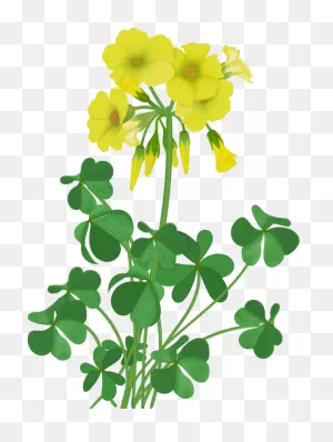 Flowers - Vector Wildflowers - Large-Flowered Evening Primrose ClipartFlare.com 