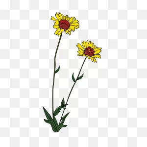 Wild Flowers Outlines Png Clipart - Full Size Clipart (#5271603 ClipartFlare.com 