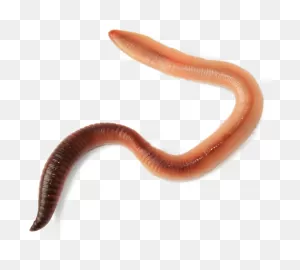 Earthworm Computer Icons Encapsulated Postscript Download - Worm ClipartFlare.com 