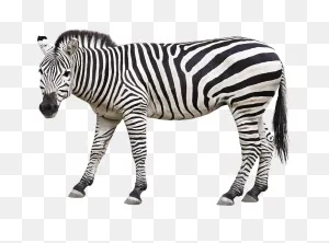 Zebra Animal Mane - Free Image On ClipartFlare