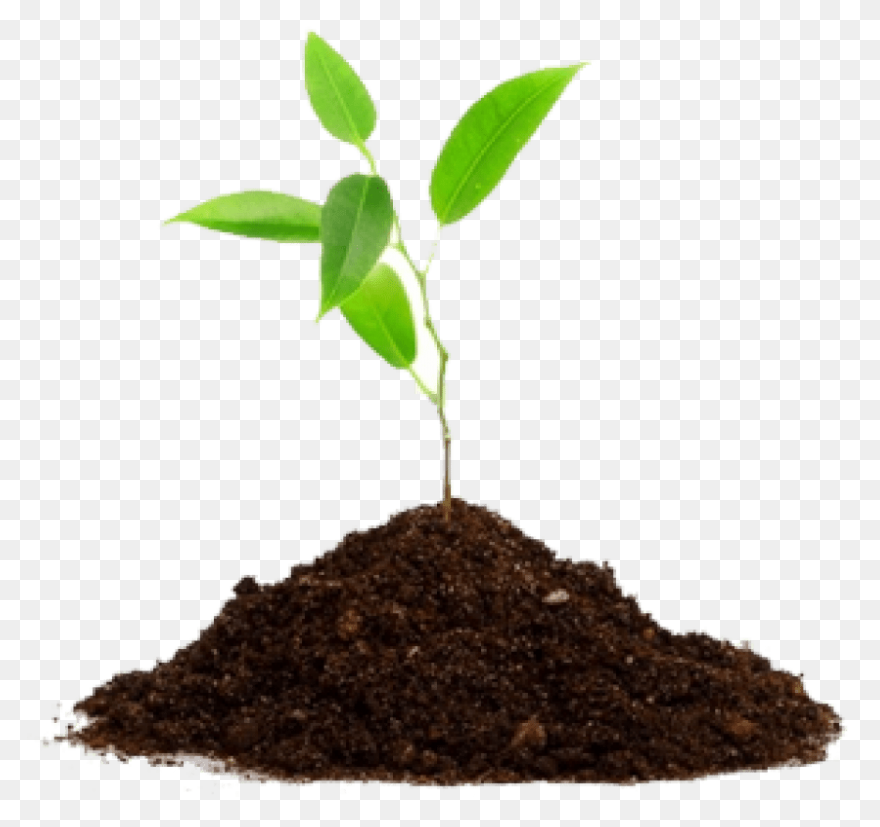 Soil Clipart Sapling Tree - Tree Sa