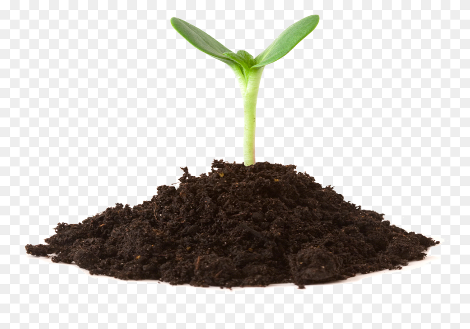 Soil Clipart Sapling Tree - Tree Sa