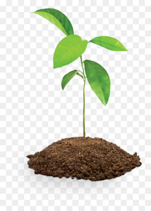 Soil Clipart Sapling Tree Tree - Soil