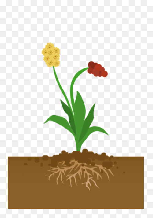 Soil Clipart Sapling Tree - Tree Sa