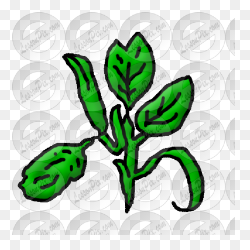 Spinach – Aroma Asian