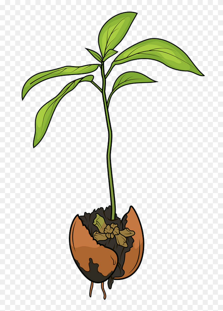 Clipart Transparent Library Plant S