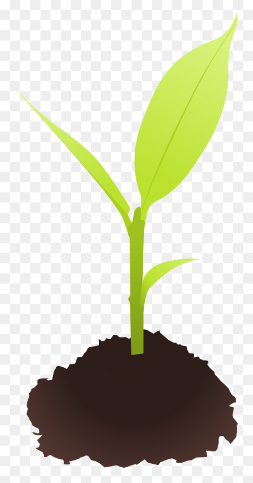 Clipart Transparent Library Plant S