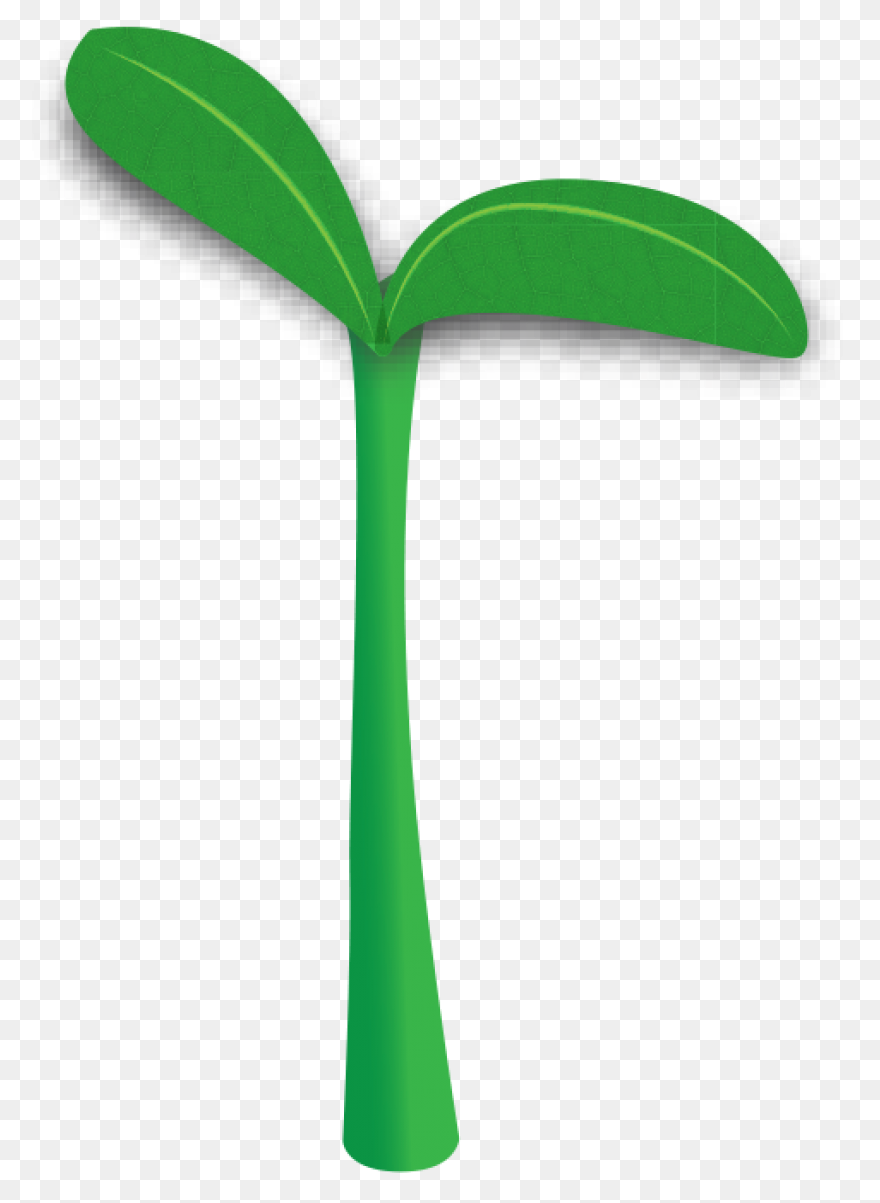 Clipart Transparent Library Plant S