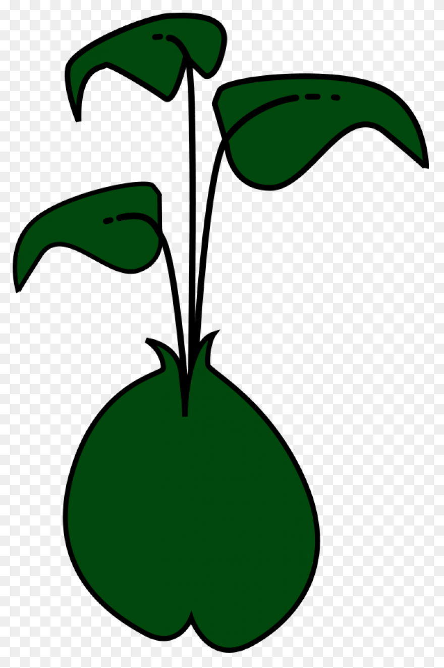 Clipart Transparent Library Plant S