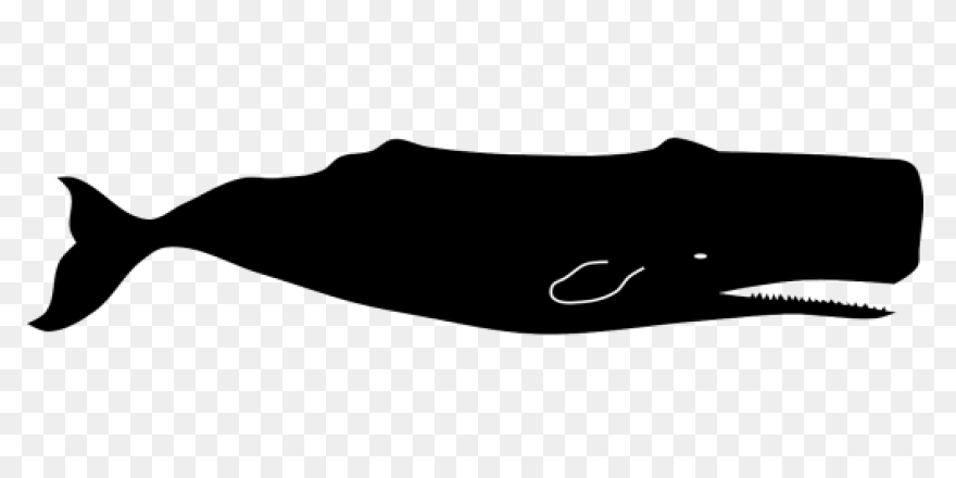 Sperm Whalephyseter Macrocephaluscachalotlargetoothed .com  - Sperm