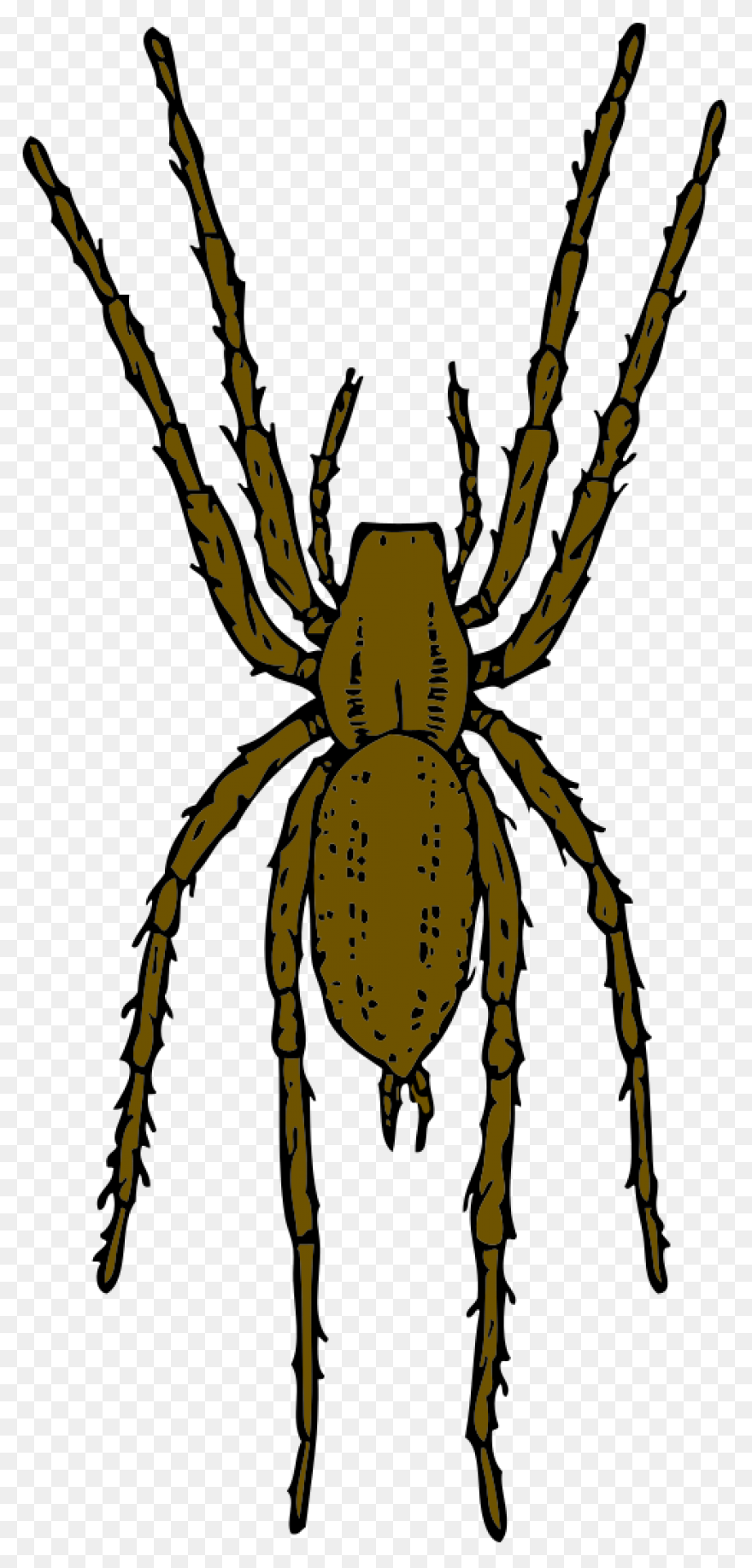 Brown Spider Clipart By Johnny - Spider