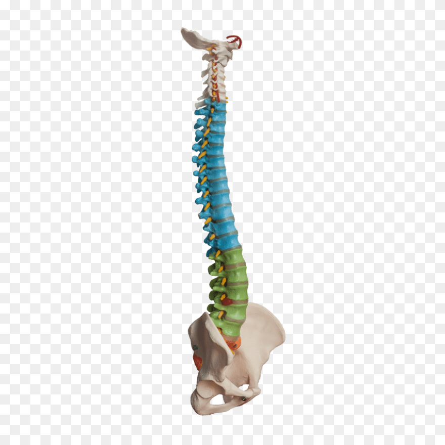 Omaha Spine Specialists & Surgery - Spine