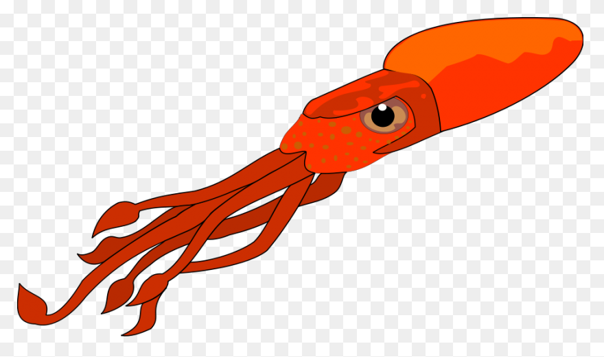 Animals Atlantic Giant Squid Red Fo