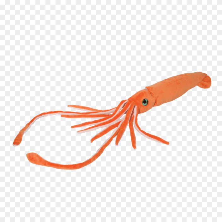 Animals Atlantic Giant Squid Red Fo