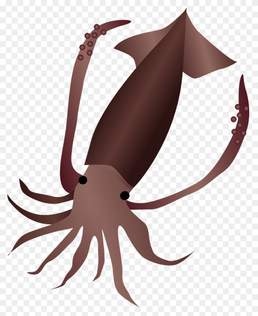 Animals Atlantic Giant Squid Red Fo