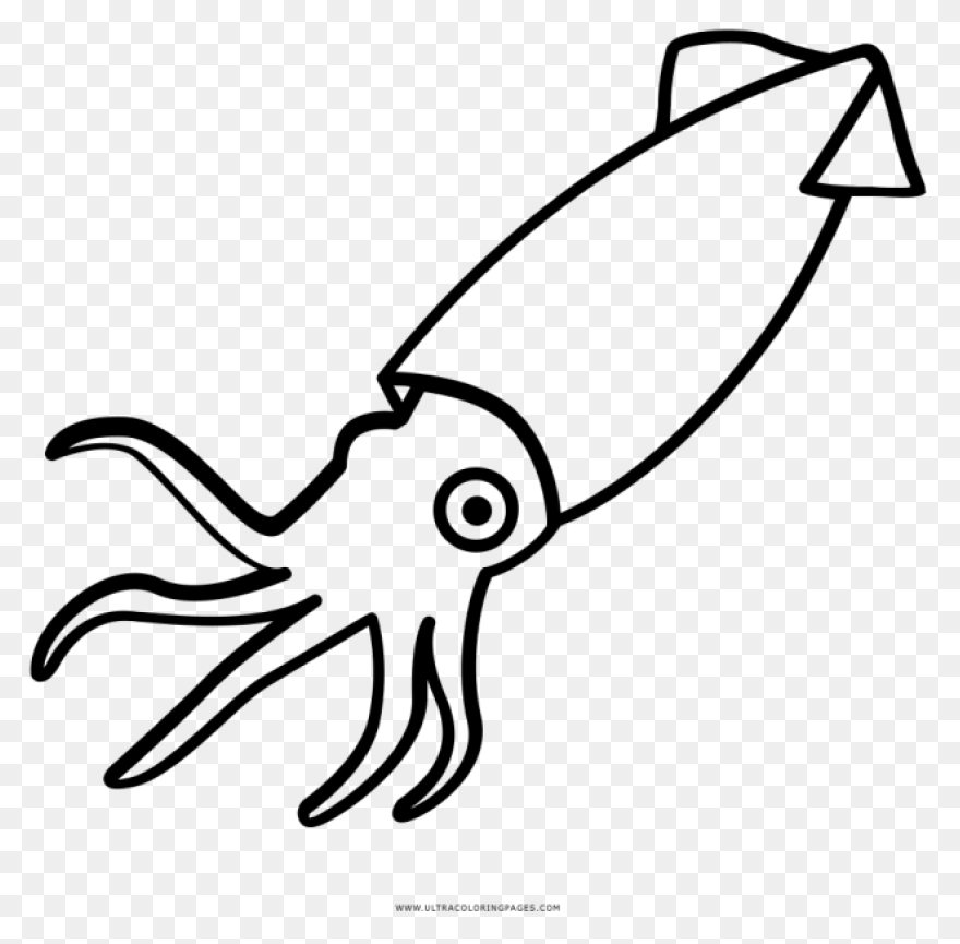 Animals Atlantic Giant Squid Red Fo