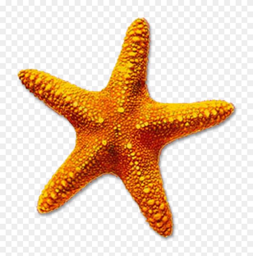 Ocean Starfish Cartoon Line Clipart