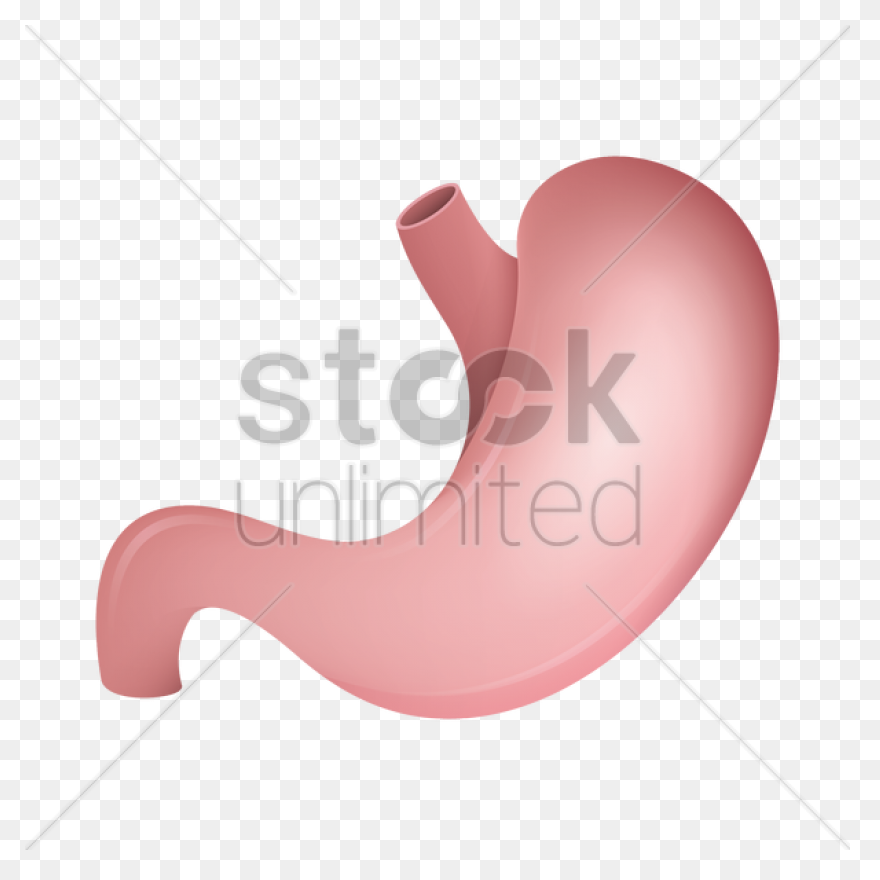 Stomach - Mind The Graph