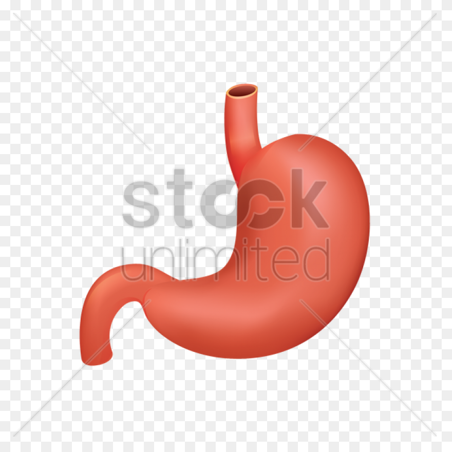 Stomach - Mind The Graph