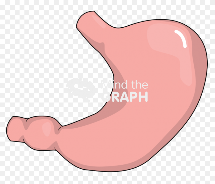 Stomach Mind The Graph - Stomach