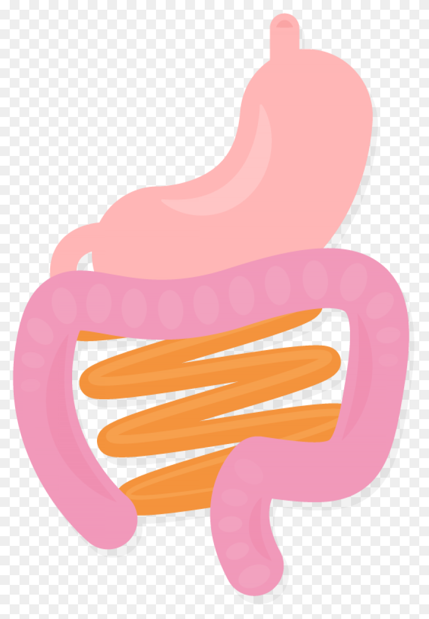 Stomach - Mind The Graph