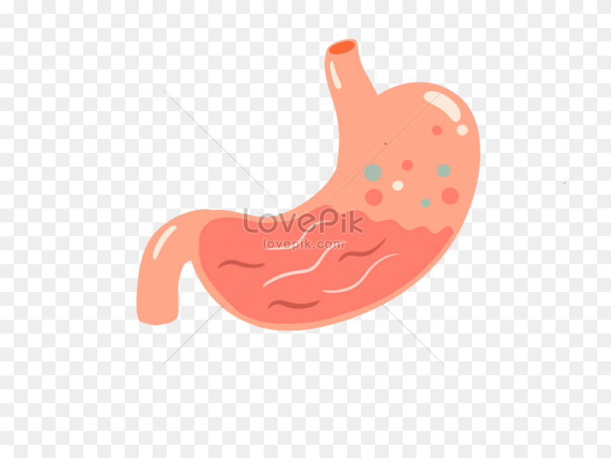Stomach - Mind The Graph