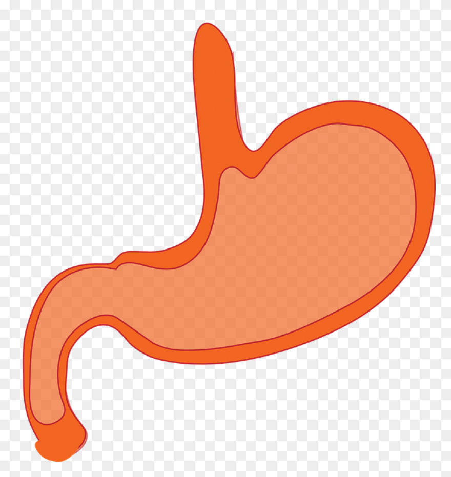 Stomach - Mind The Graph